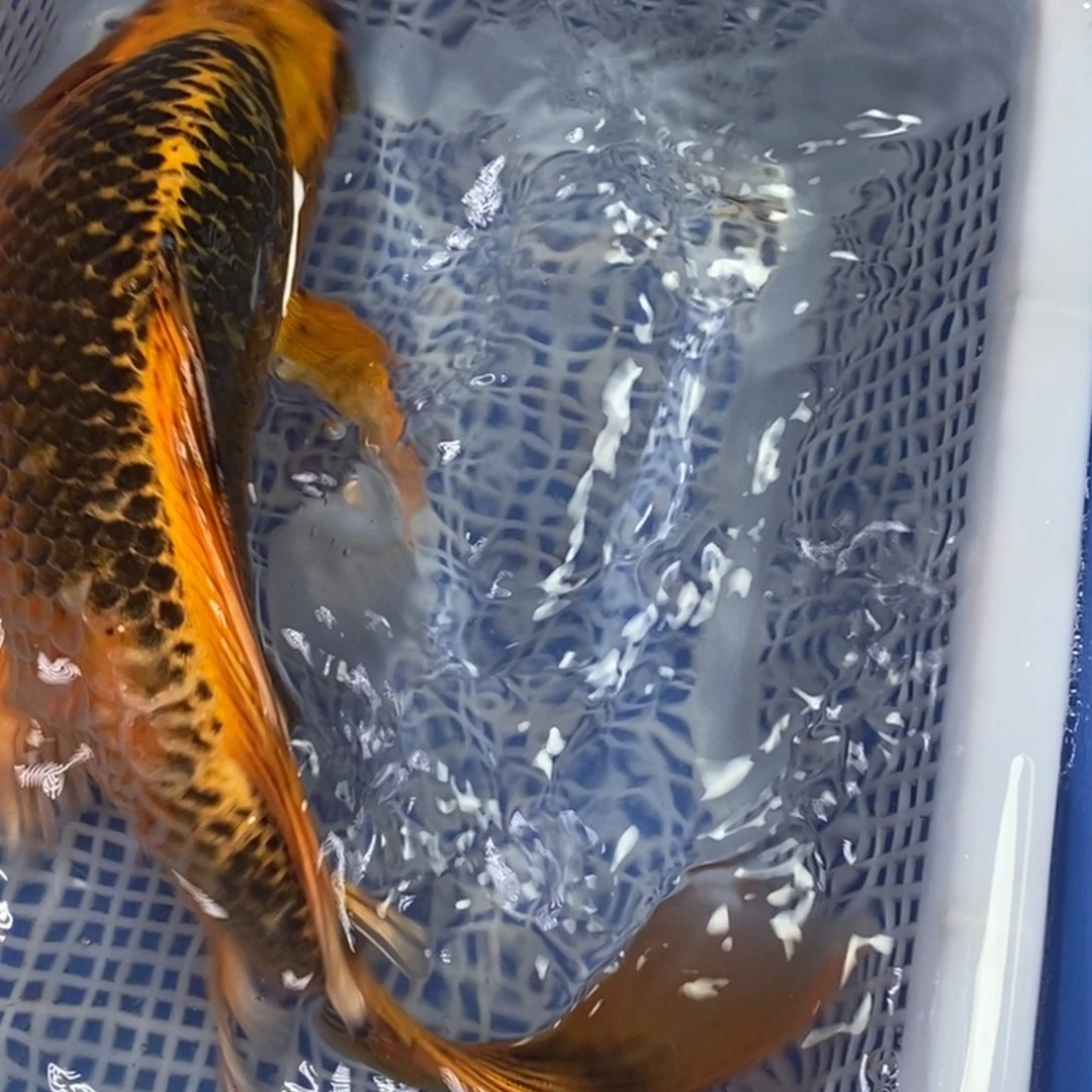 海水鱼冷水锦鲤包邮