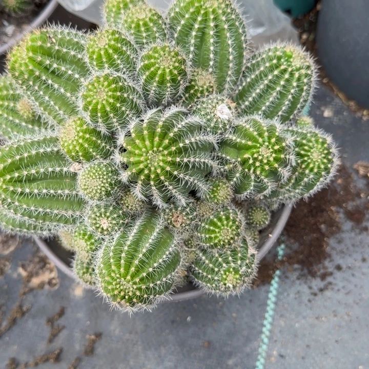 锦***位彩草白檀杂群生77