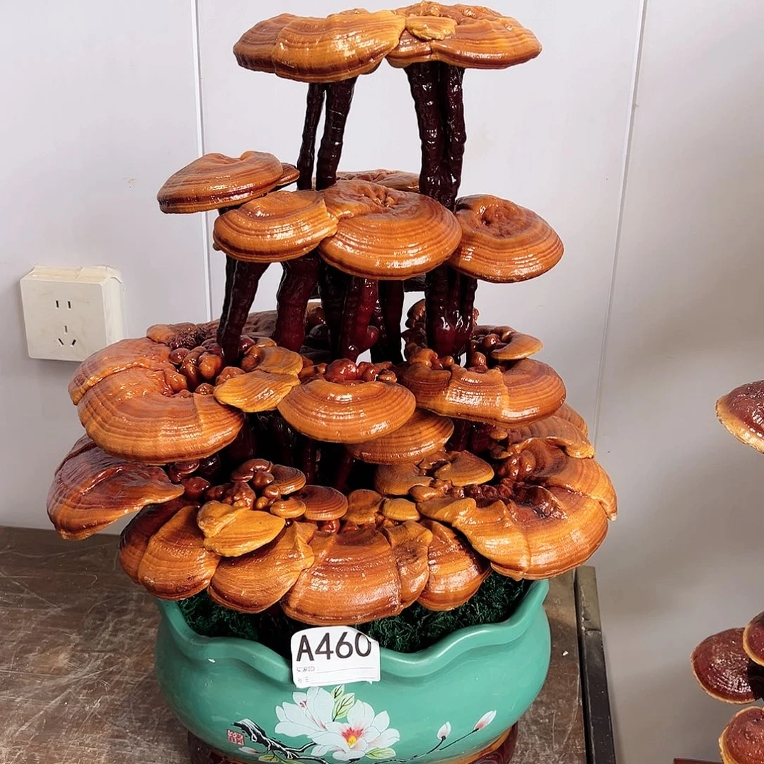 【闪购商品】无花朵