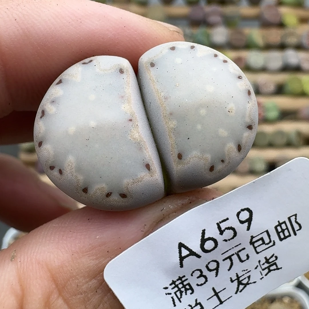 659多肉哈哈哈哈哈哈哈哈