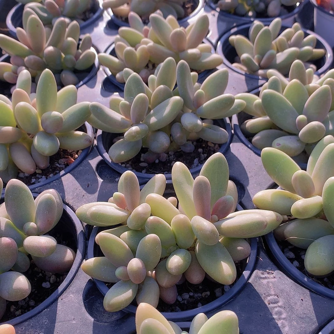 糖果美人34677889999