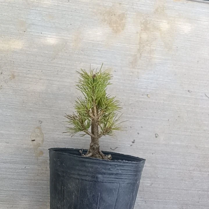 矮霸老桩贵品五针松