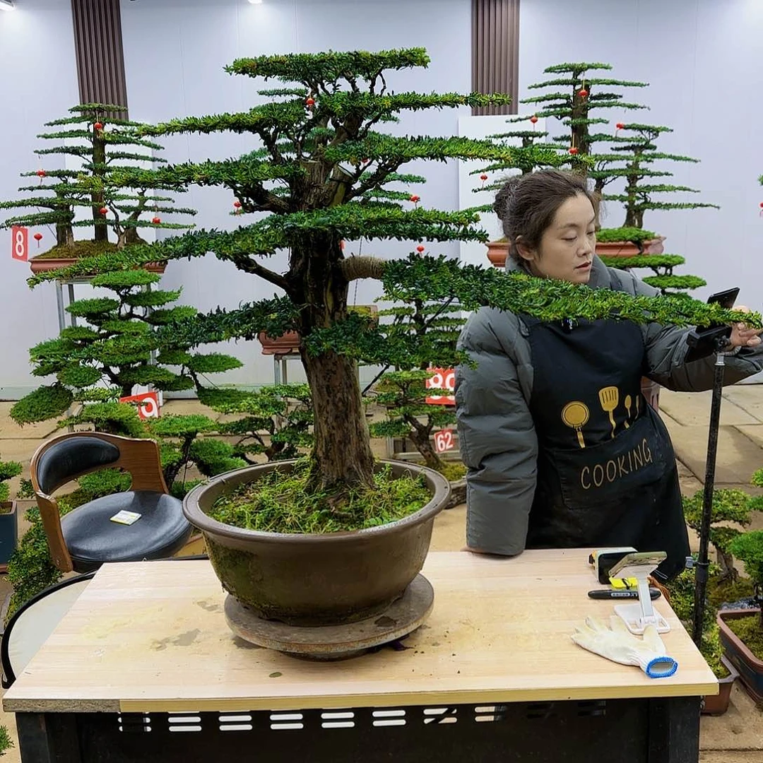 盆景直播间一物一拍