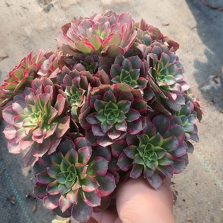 909安娜多肉植物