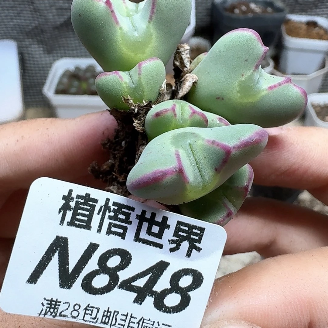 多肉植物的润泽徐