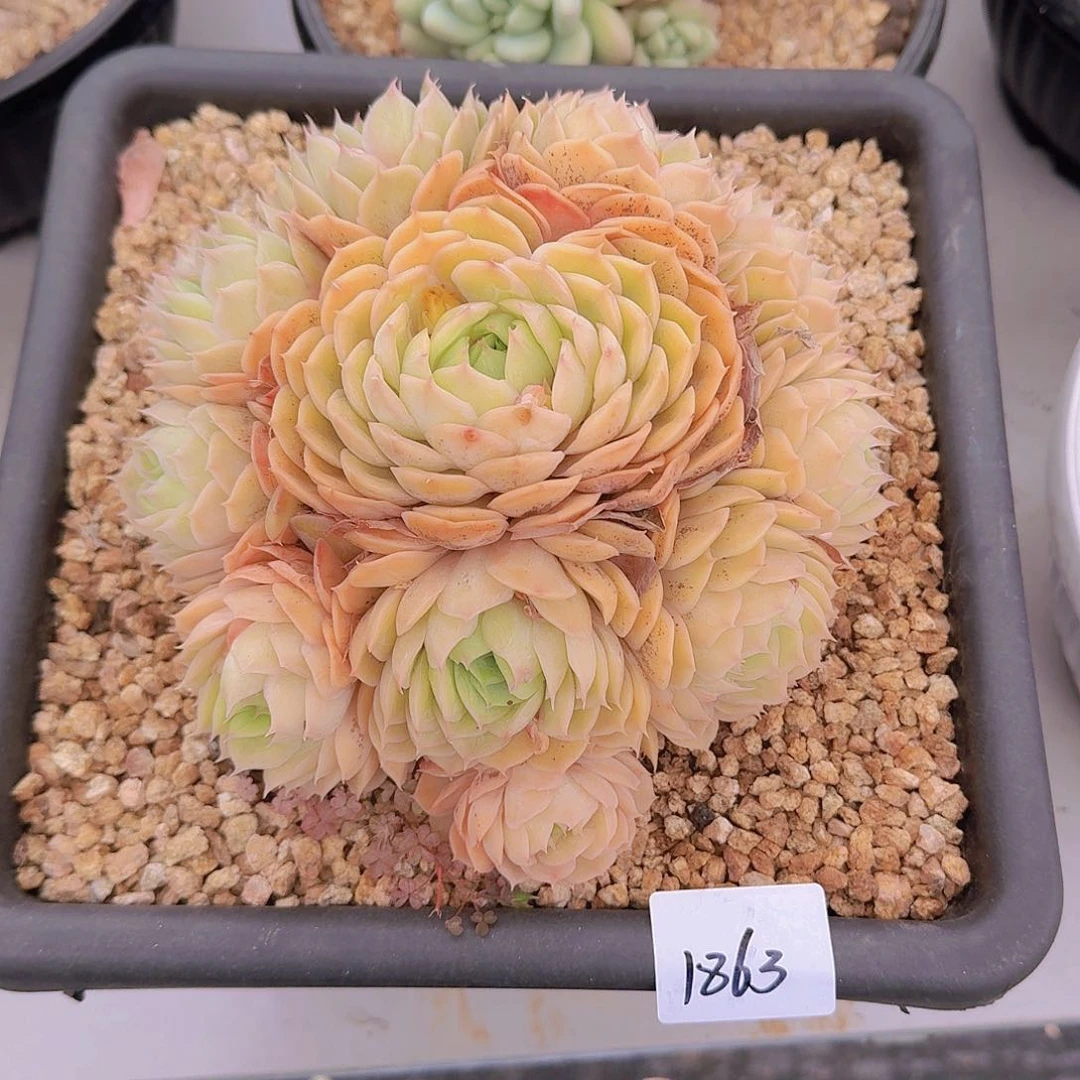 涵*1863昂斯诺多肉