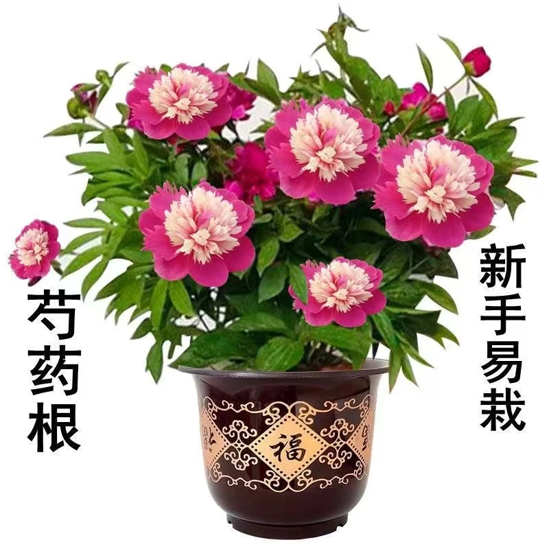 重瓣芍药花苗带芽种根冬季耐寒阳台庭院盆栽花观赏牡丹多层花植物