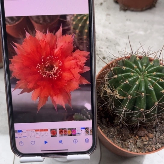彩草红花羽毛6公分左右