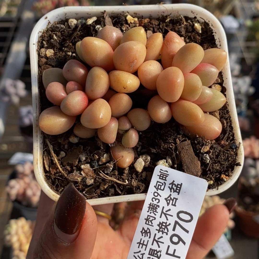 先锋派970/6cm多肉