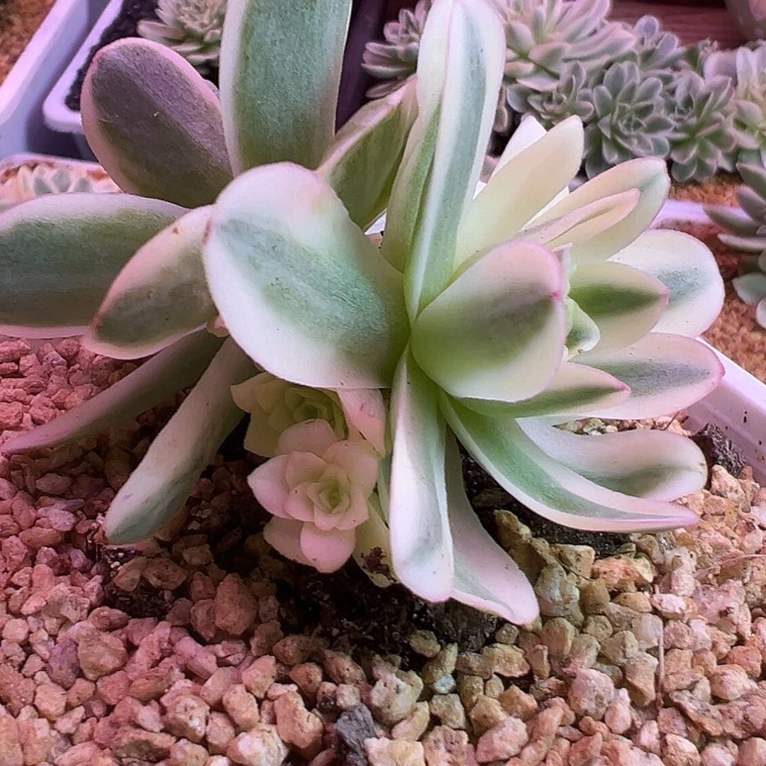 山地玫瑰锦春晓009号