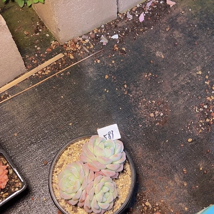 冰*583//////////////