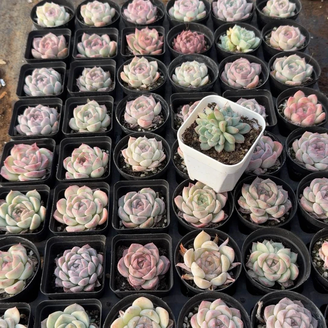 多肉杂交一物一拍13-30