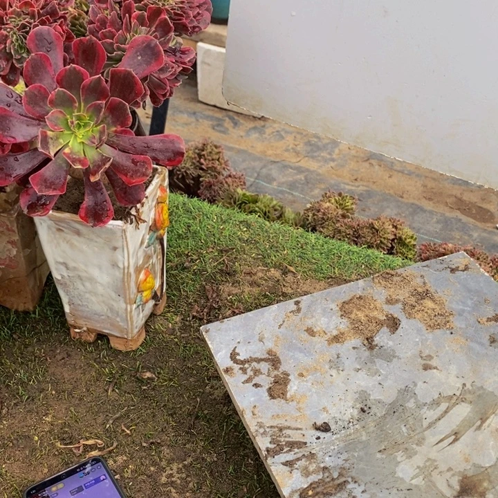 花****完全开放桃花石多肉1颗多肉