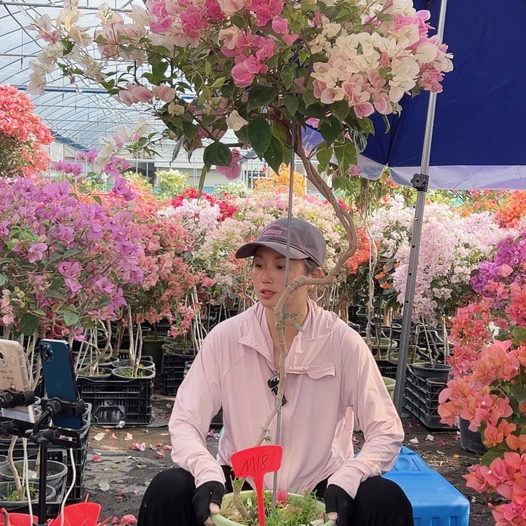 美***家大部分花苞少量开放M18广红英