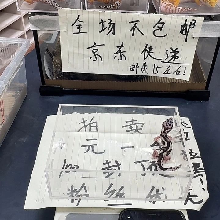 豹纹守宫必须难兄难弟吗