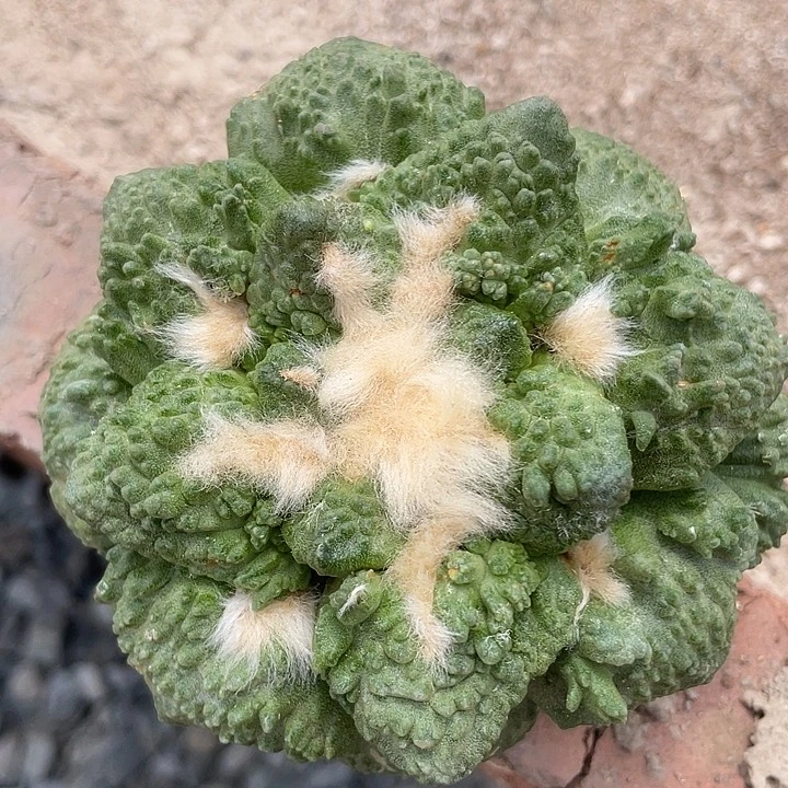 10cm自根哥斯拉怒涛福利