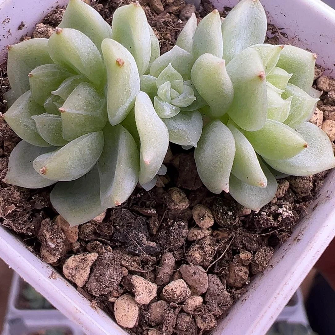 三头泼天带崽一物一拍