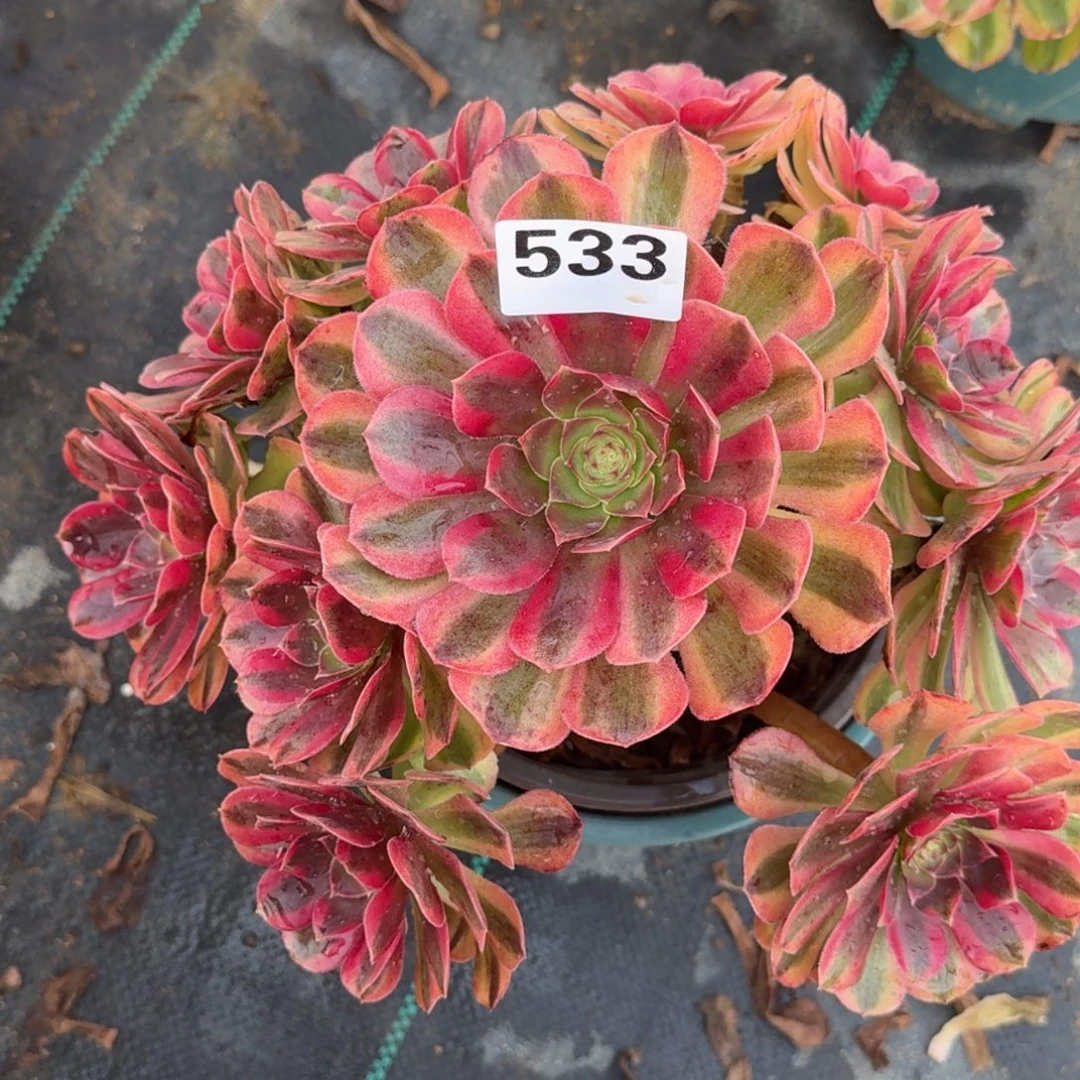 老庄雨河多肉多肉533