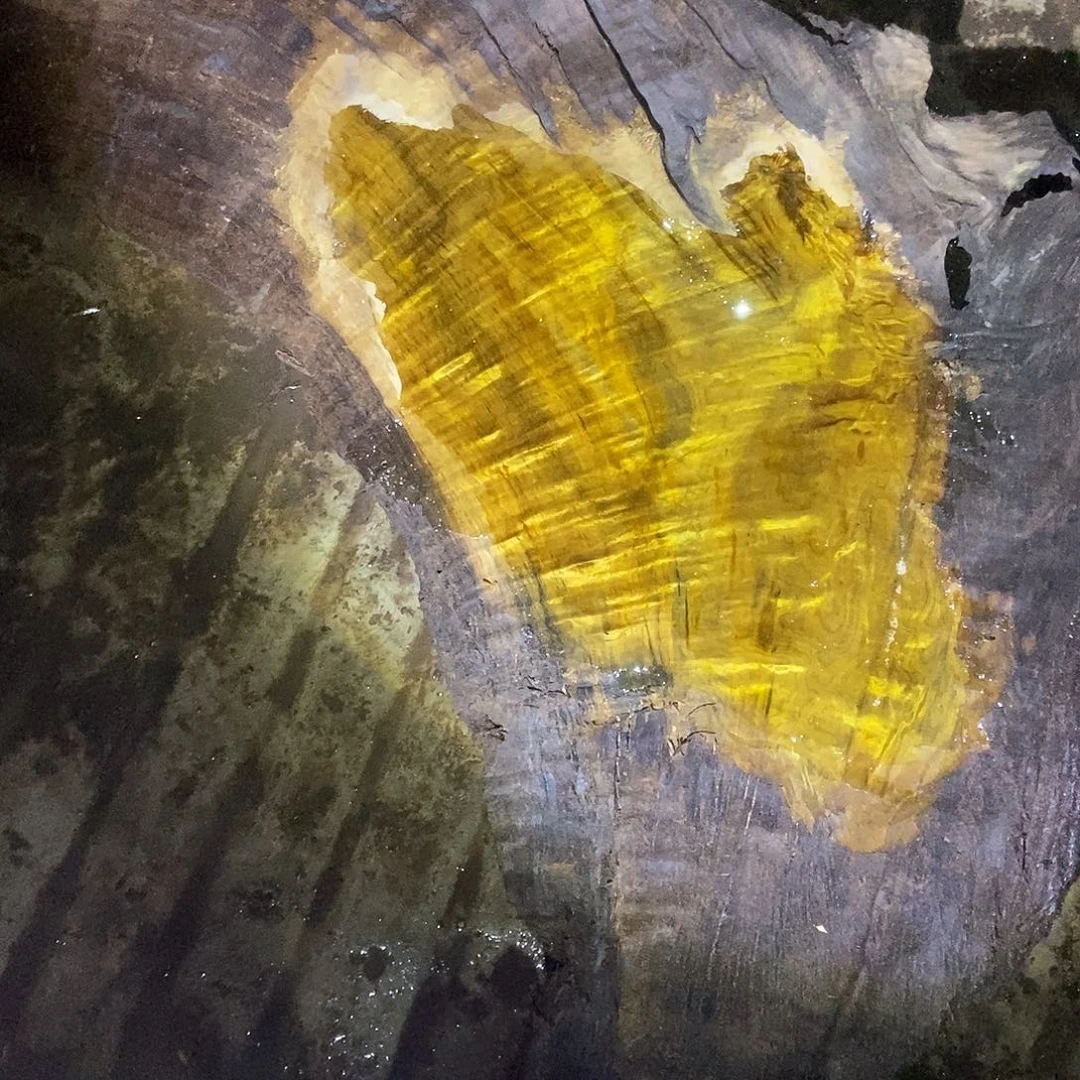 木*生阴沉木小叶桢楠毛料