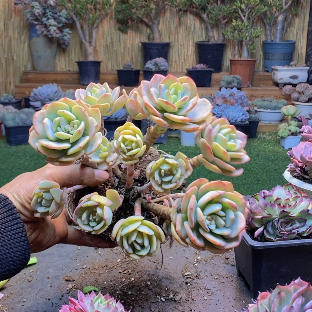 大***港H274号白月光老桩