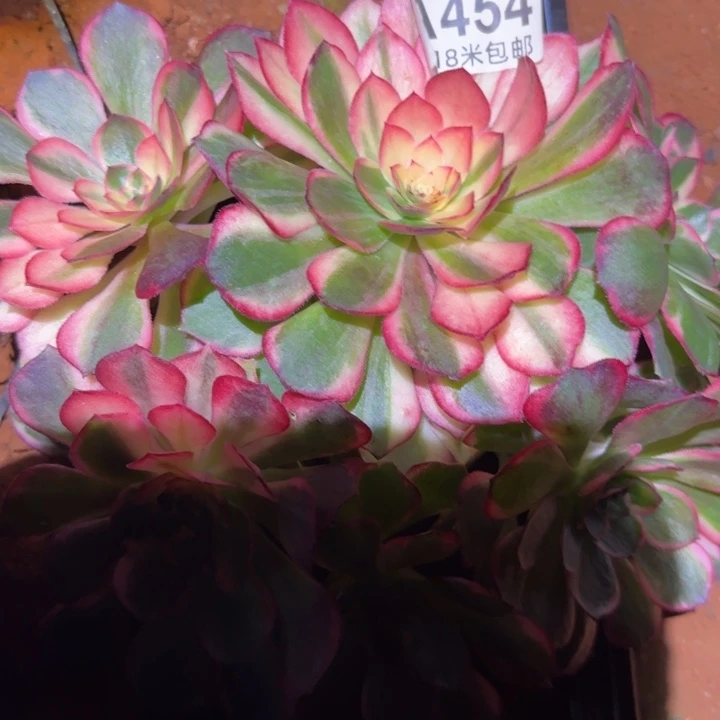 多肉法师黑膜锦朵