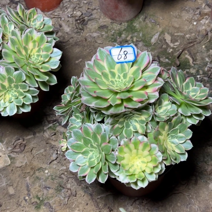 多肉植物粉海王法师68