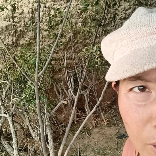 朱***山完全开放文冠树一颗