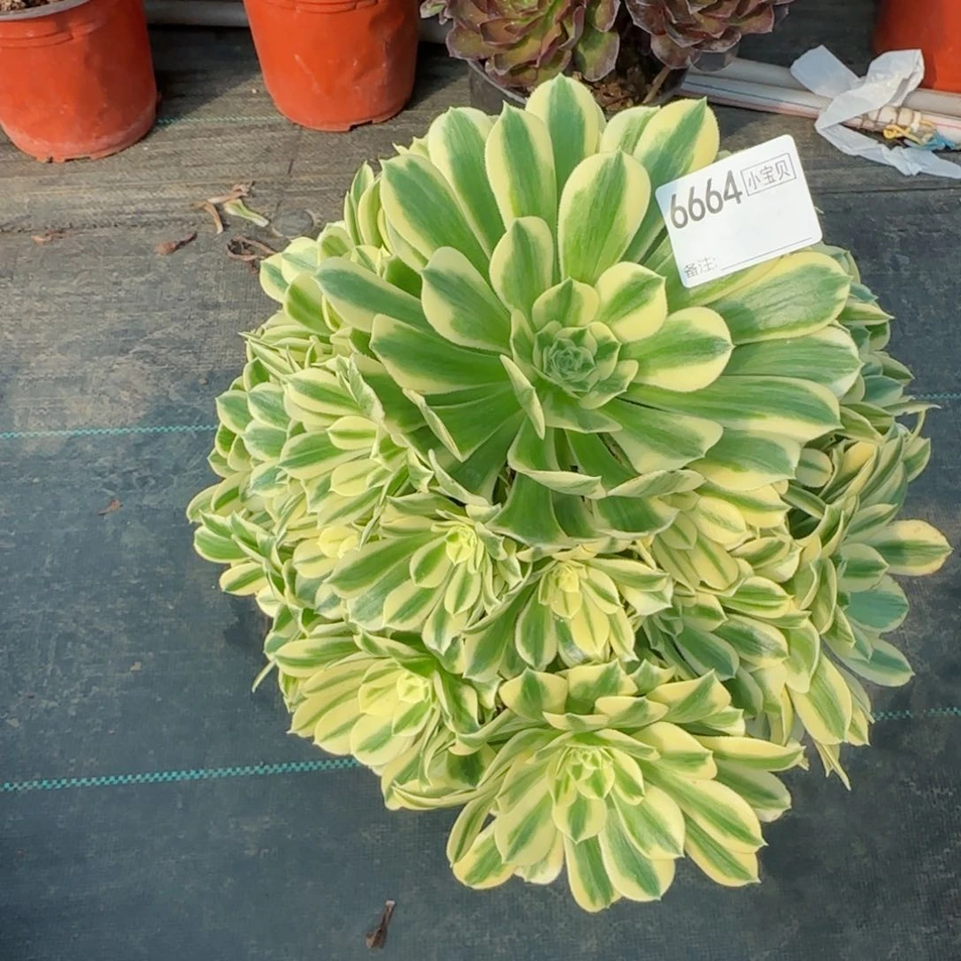 梦**界6664迈巴赫多肉多肉