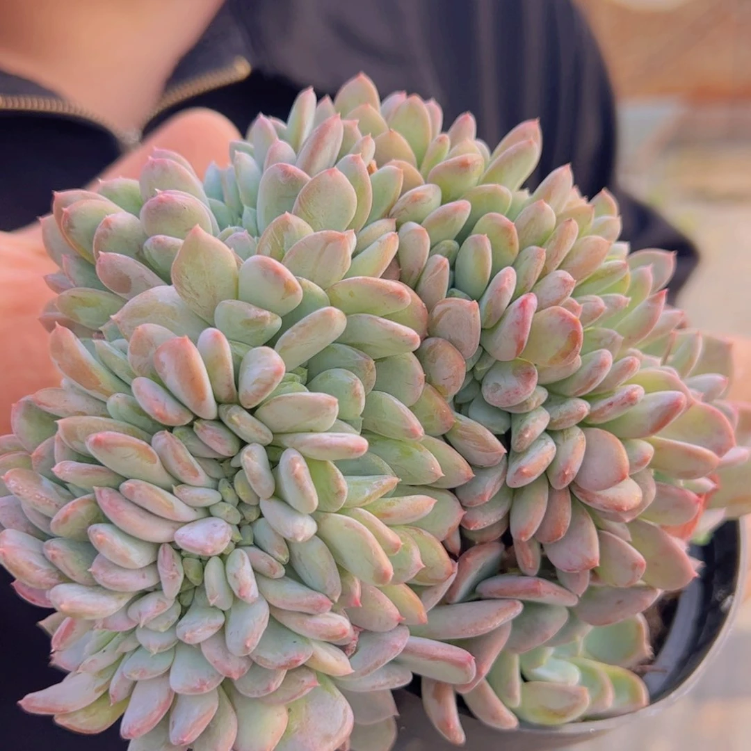 玛瑙缀化整装整板子