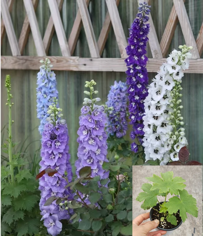 大花飞燕草花苗北极光多年生耐寒花期长易养活阳台庭院10厘米苗