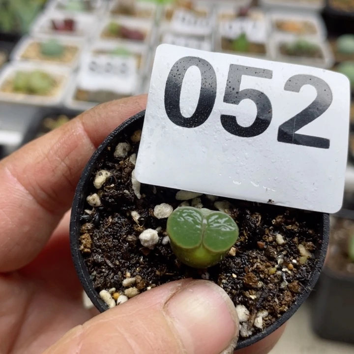 052磁铁克里普兰