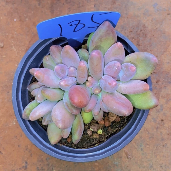 这种事情不可能不