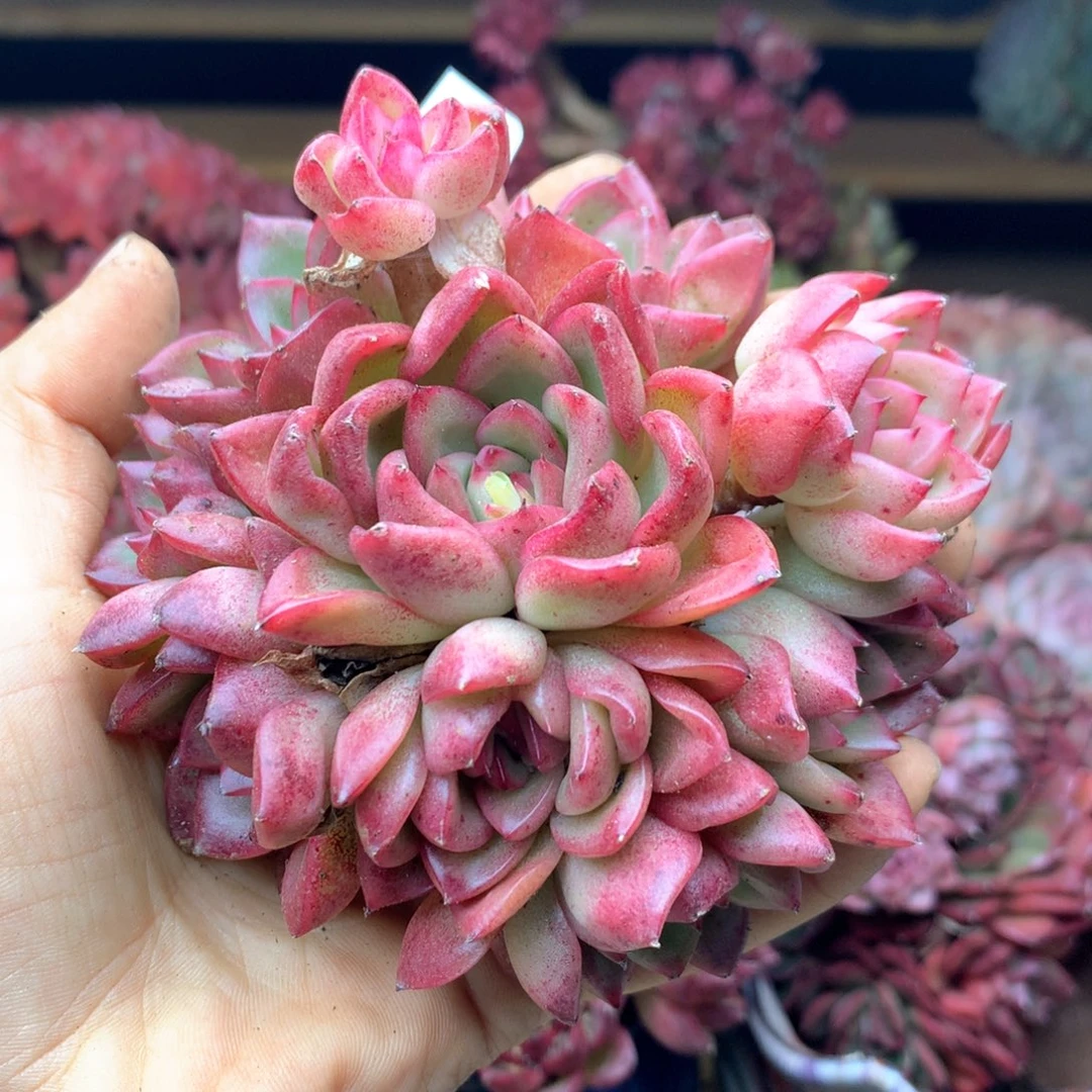 1785杂交多肉植物