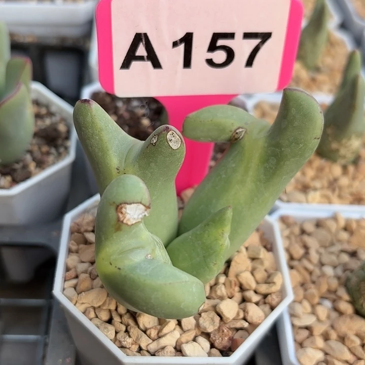 *****苹果手机是你吗手机