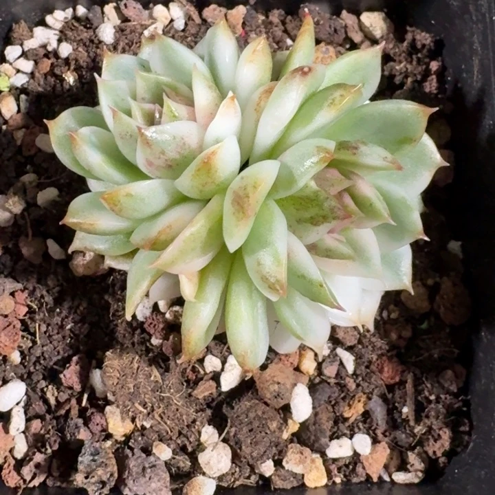 黑水晶锦一物一拍