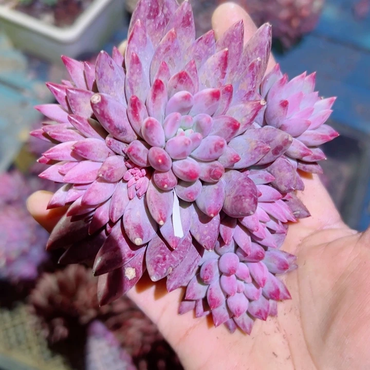 精品多肉植物老桩