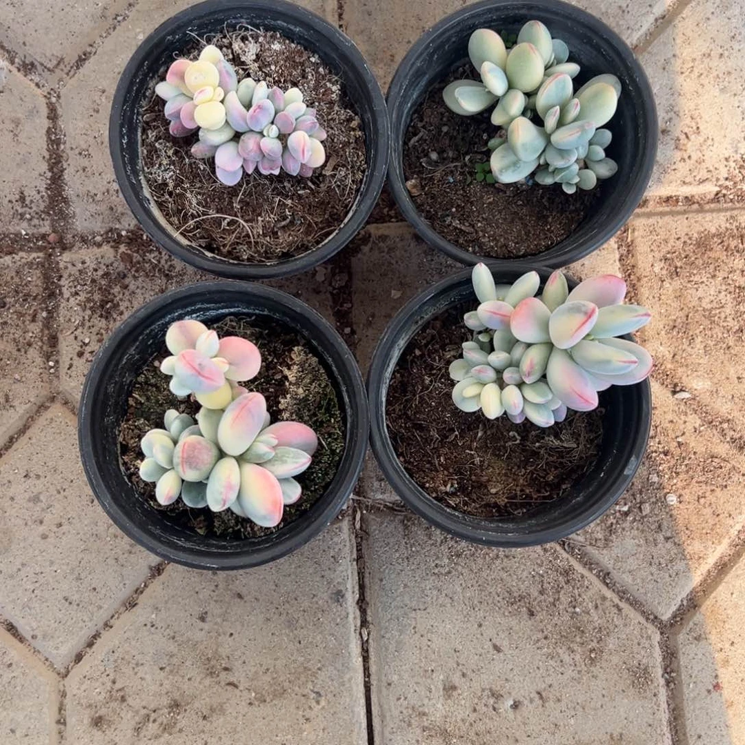 有****易福娘锦2501 2479 2502 2503号