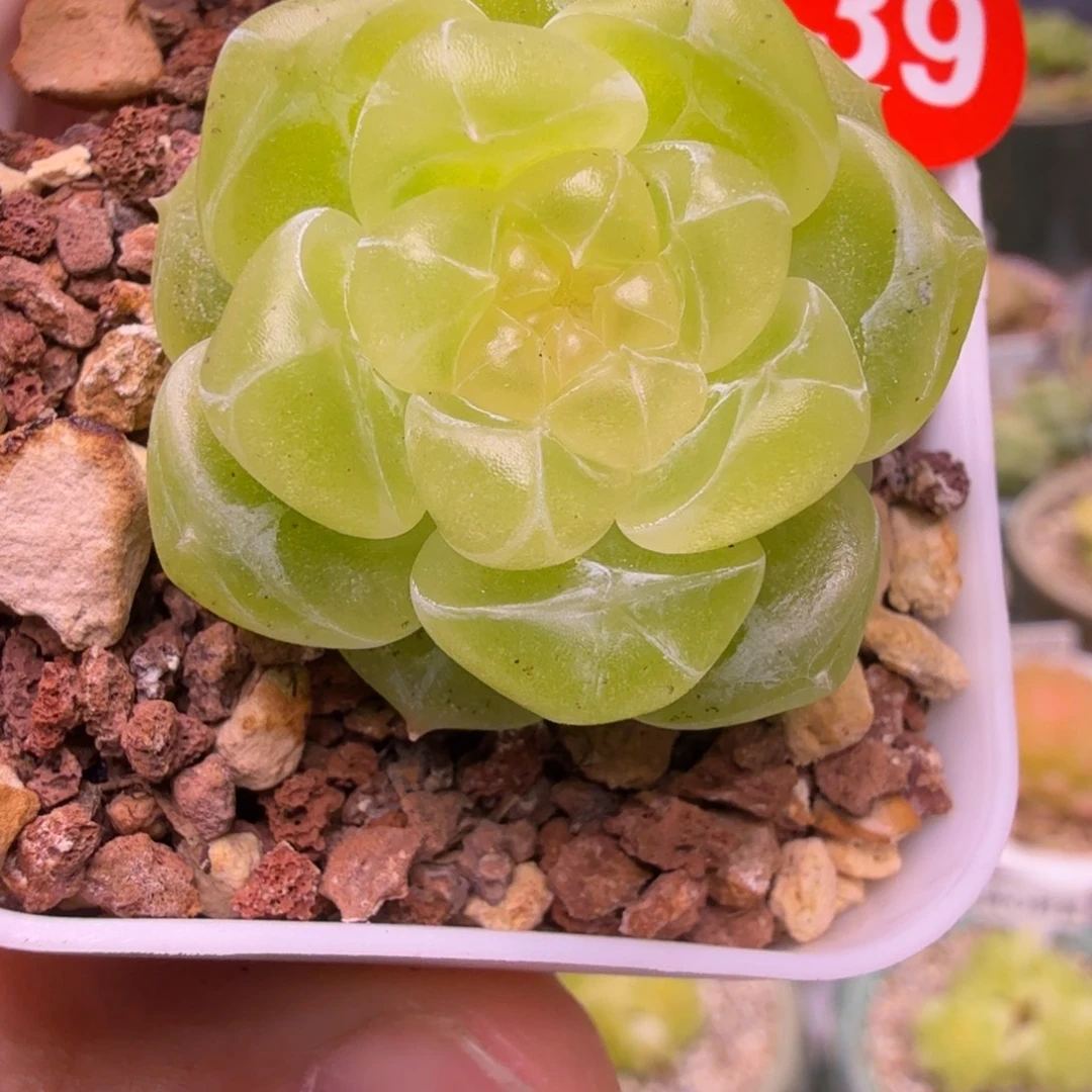 39号泼天一物一拍