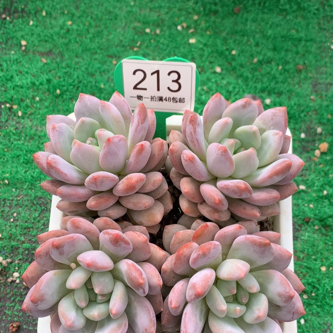 平***计半夏老桩无砍平头213