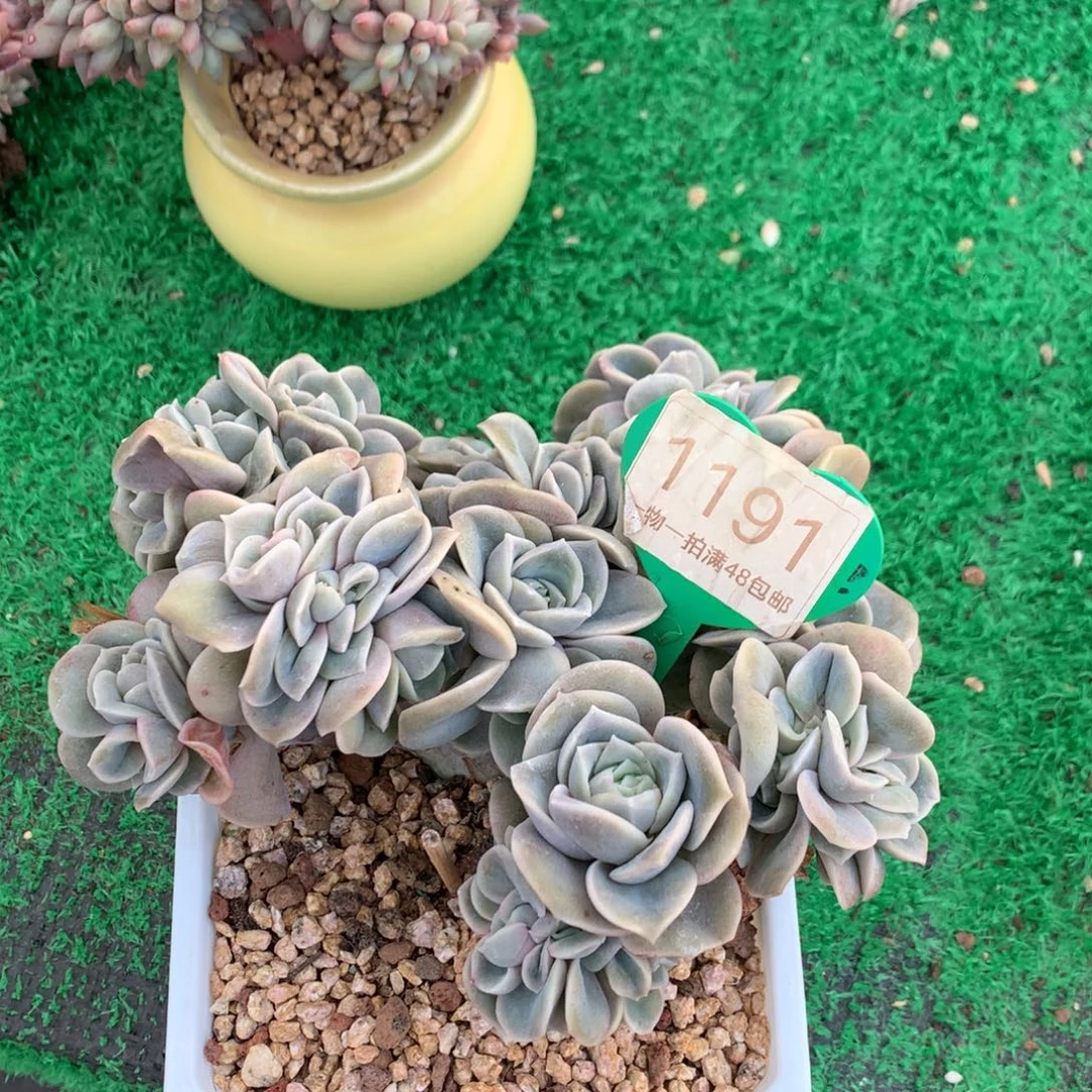 陌***兮可爱玫瑰朵朵树一物一拍1191