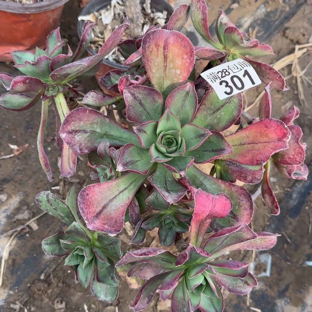 红富士多肉301满28包邮断枝不包