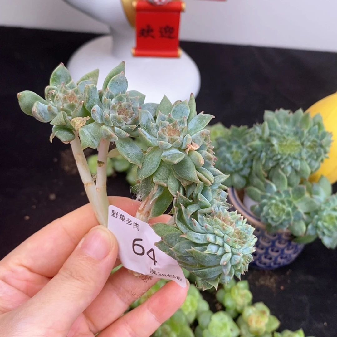 六头带缀64号冰魄树一颗