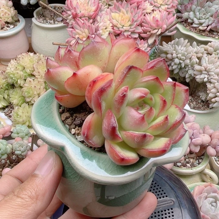 711 万宝龙 带陶瓷盆发货