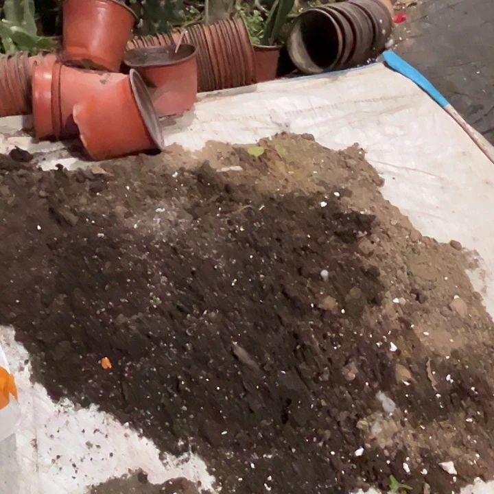 完全开放花土两袋