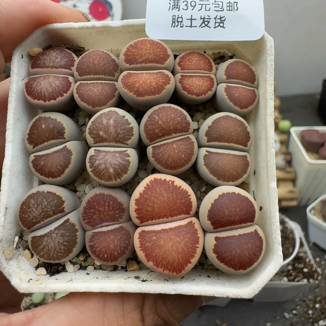 845多肉给哈哈哈哈哈哈干