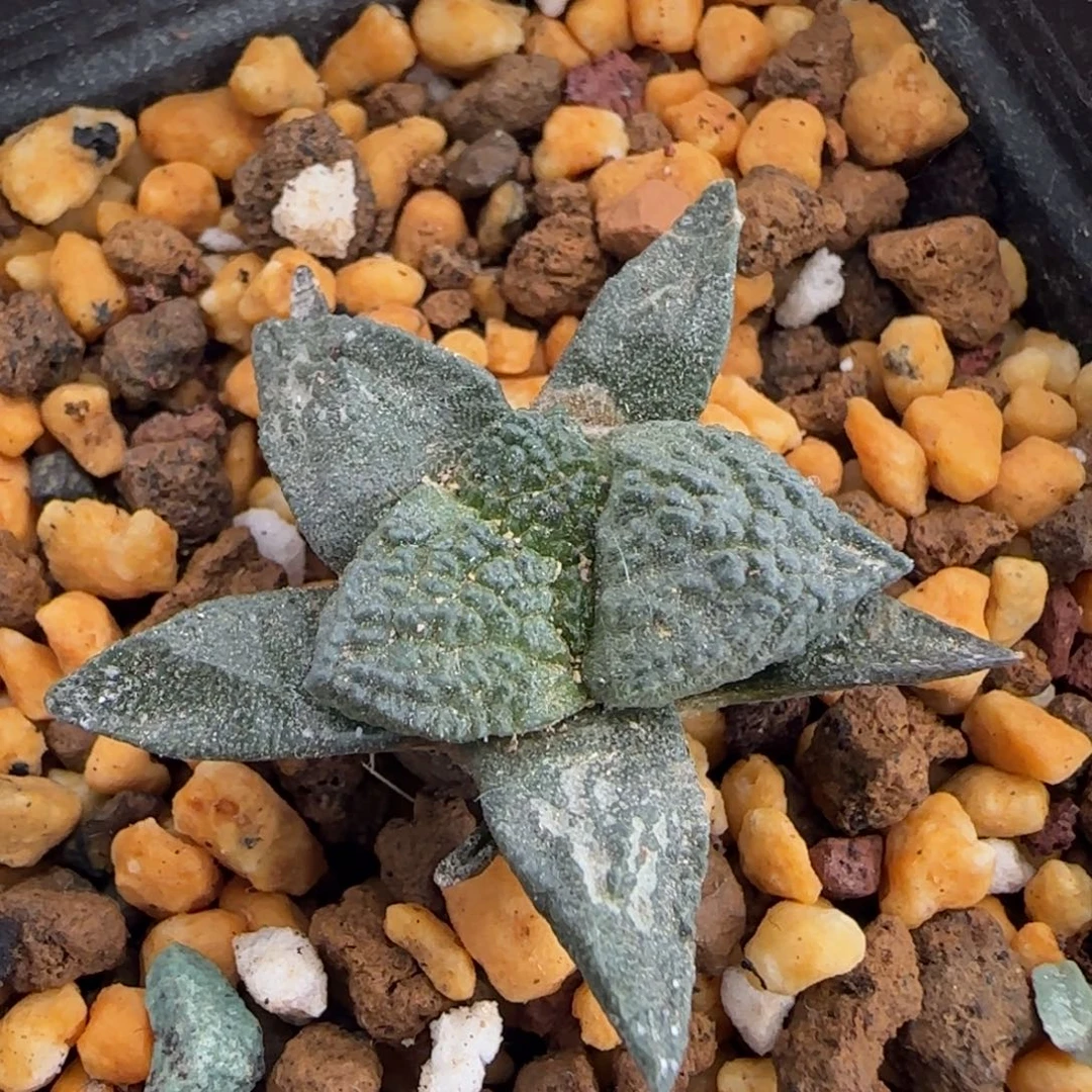 07实生哥斯拉草球多肉3.3