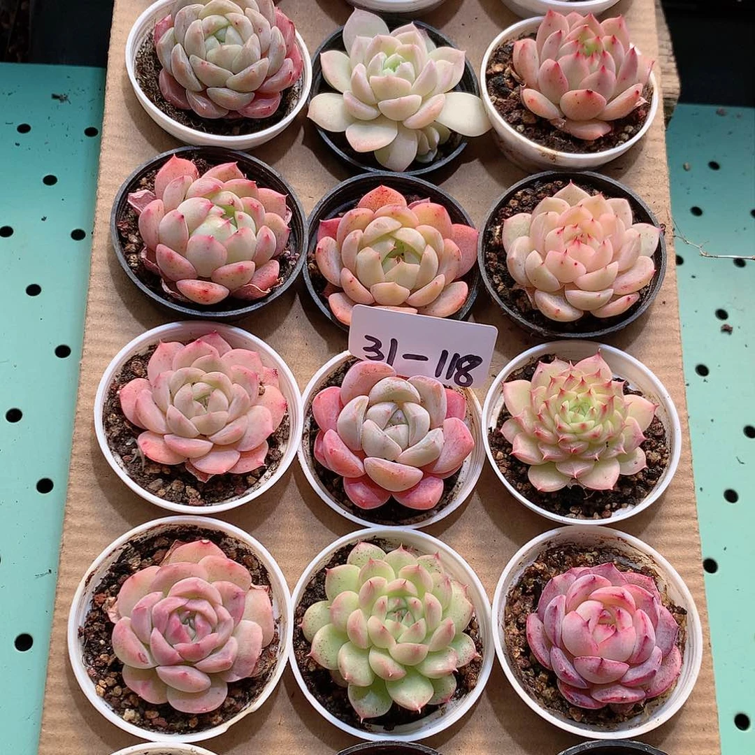 31-118一物一拍带盆18颗