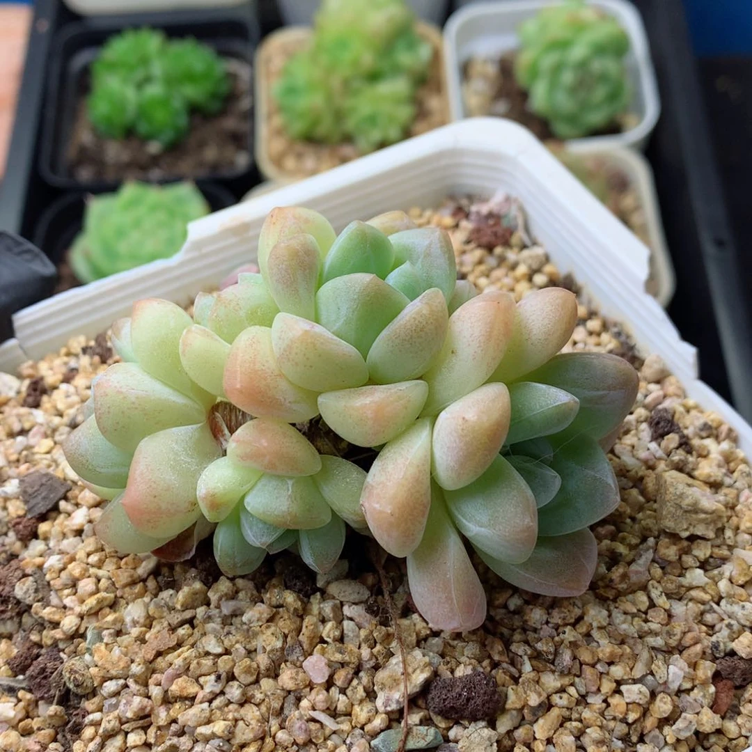 58包邮  群生不包整 93