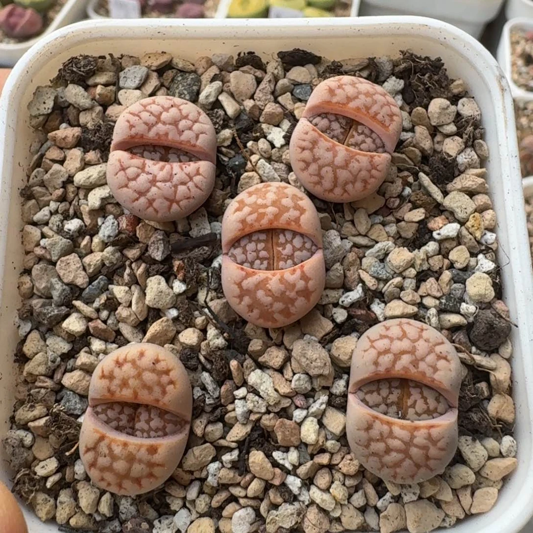 ?G741粉爪寿丽二代三年