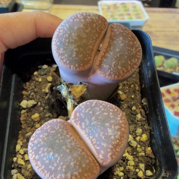 海**枝多肉葡萄的季节131